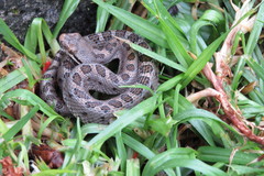 Crotalus pusillus