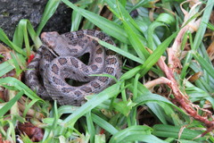 Crotalus pusillus