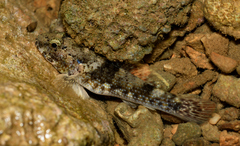 Bathygobius coalitus