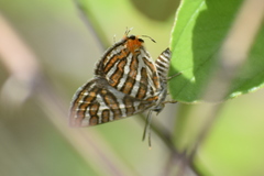 Cigaritis vulcanus vulcanus