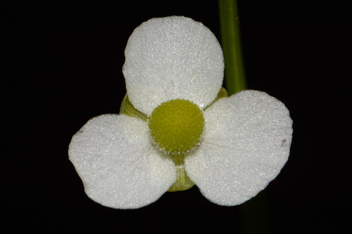 Image of Sagittaria graminea by (c) Brian Finzel, some rights reserved (CC BY-SA)
