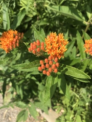 Asclepias tuberosa