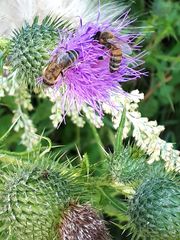 Cirsium vulgare