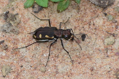 Cicindela guttata