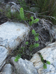 Pseudoselago pulchra