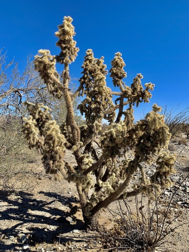 Munz's Cholla fruiting