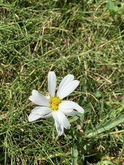Melampodium leucanthum