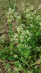 Galium mollugo