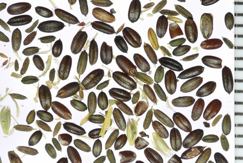 Glyceria occidentalis iNat (3)