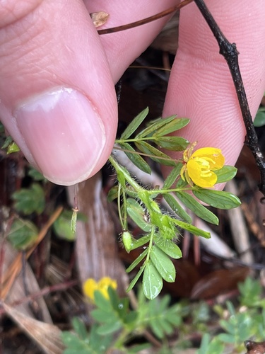 hairy sensitive pea (Chamaecrista pilosa)