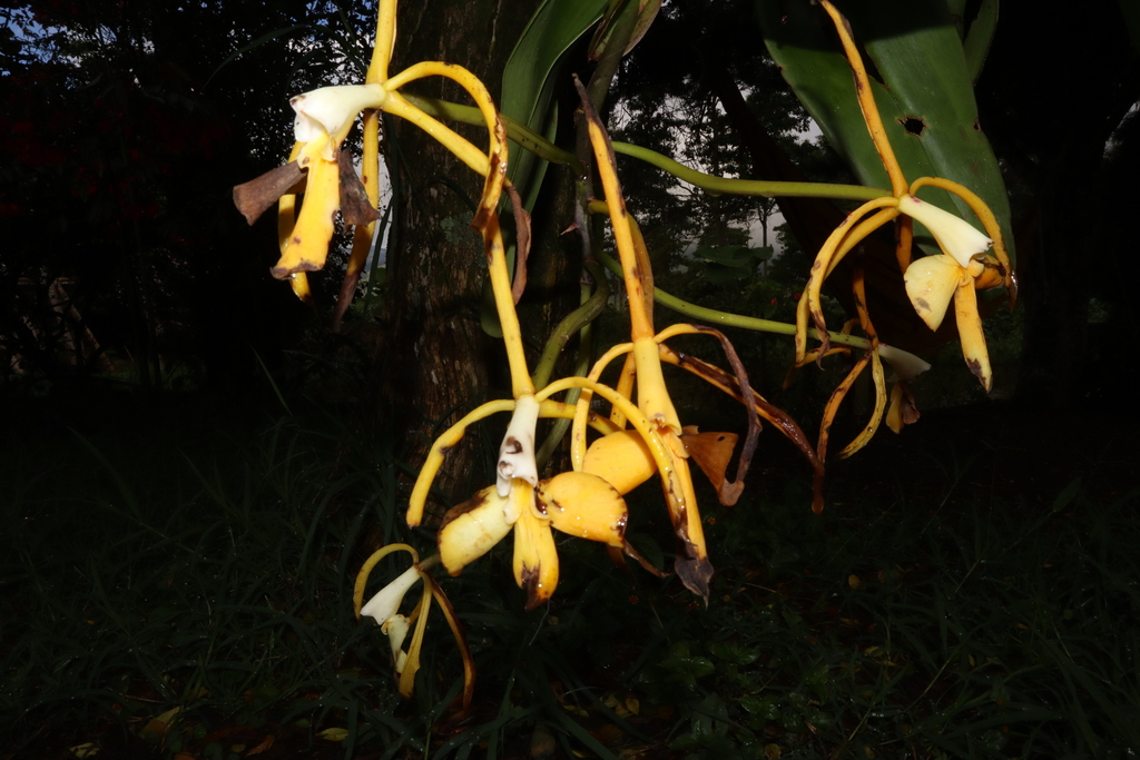 Epidendrum leucochilum Klotzsch 4