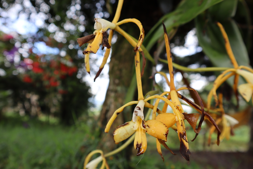 Epidendrum leucochilum Klotzsch 3