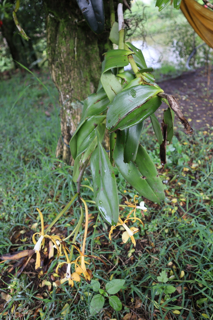 Epidendrum leucochilum Klotzsch 2