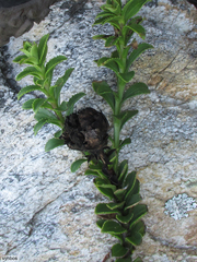 Pseudoselago pulchra