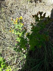 Hypericum perforatum