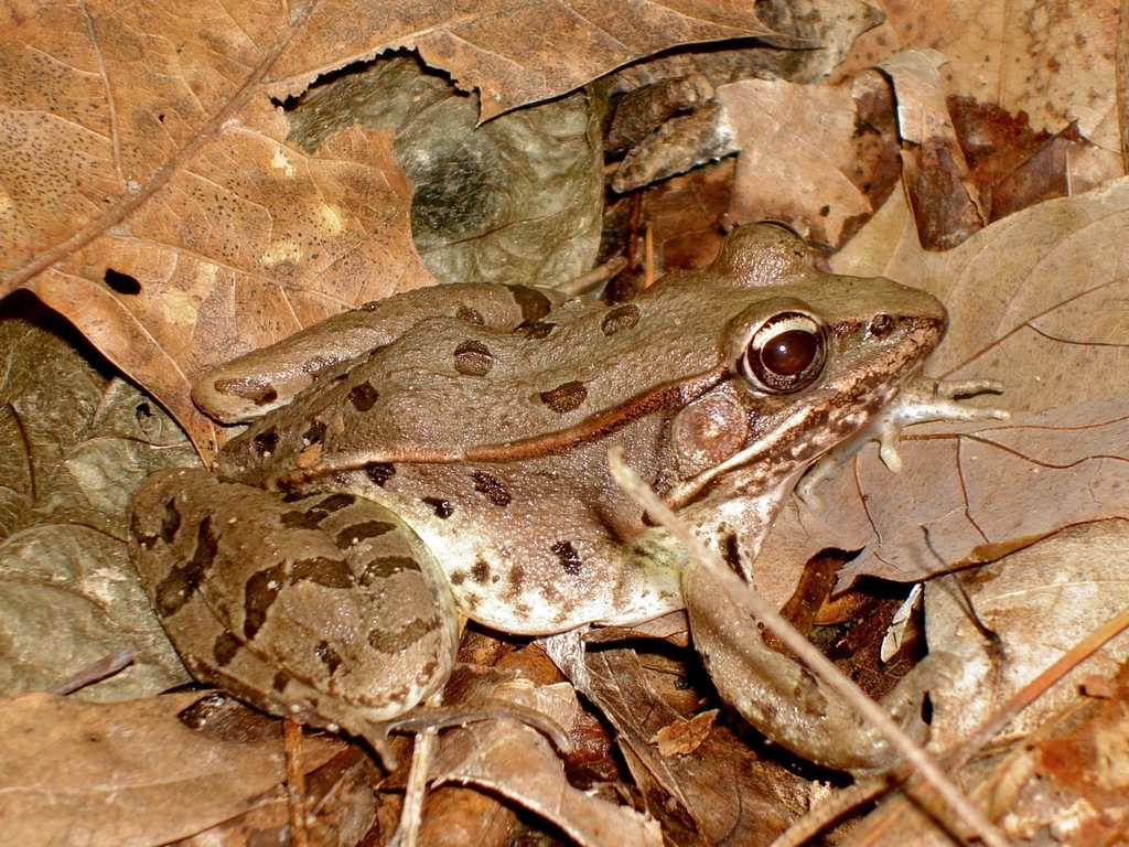 Southern Leopard Frog