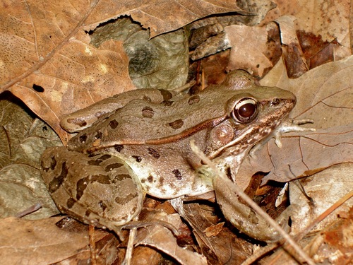 Lithobates sphenocephalus