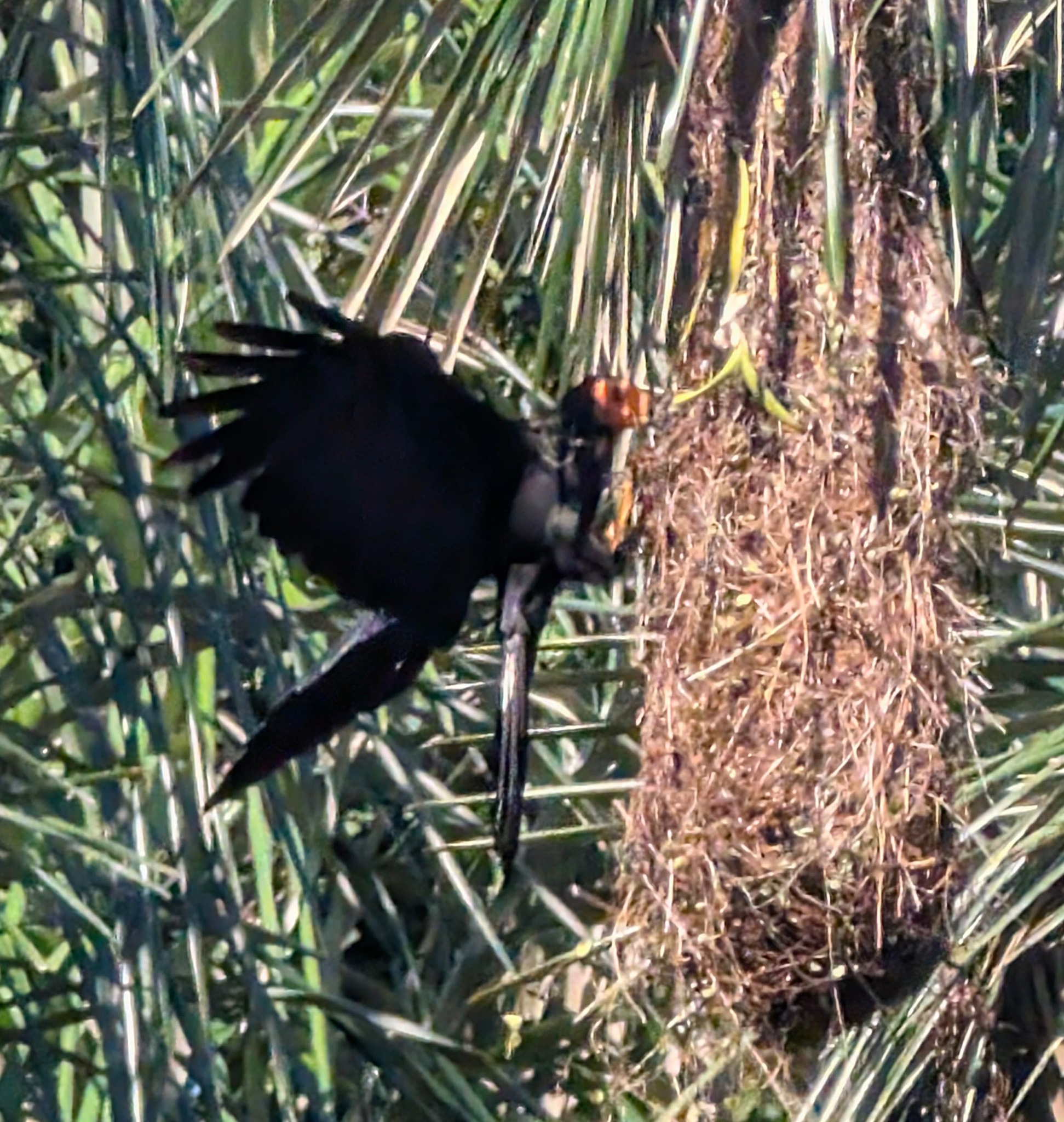 Black Caracara (Daptrius ater), photo 8