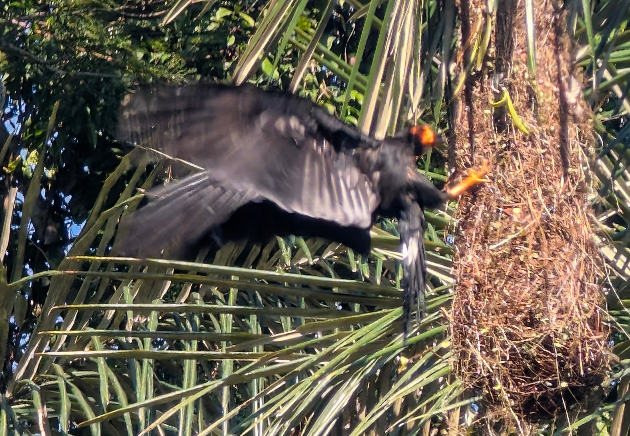 Black Caracara (Daptrius ater), photo 7