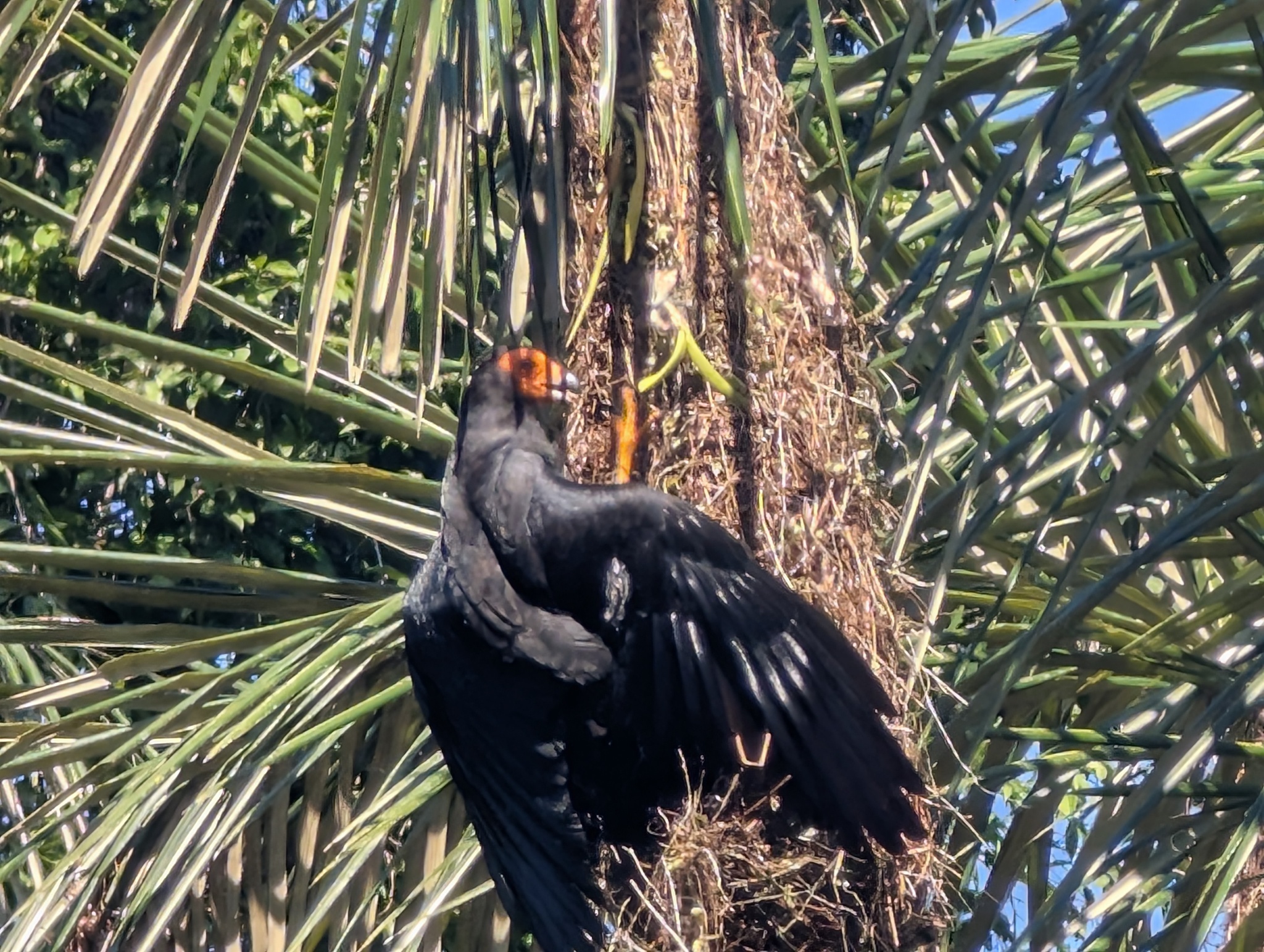 Black Caracara (Daptrius ater), photo 9