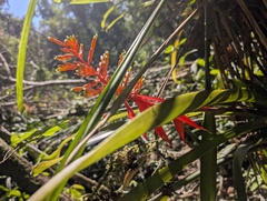 Aechmea penduliflora, photograph author not stated, no rights reserved