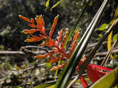 Aechmea penduliflora, photograph 5
