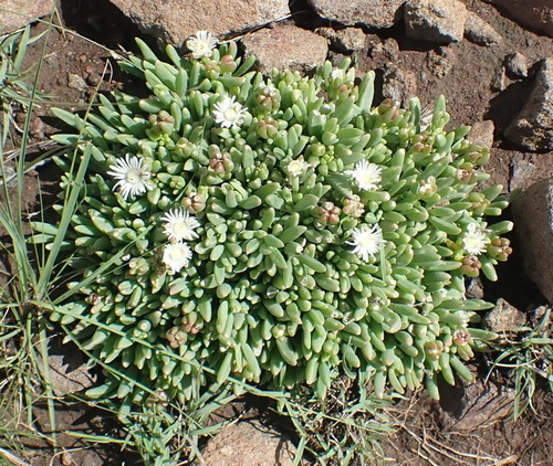 Image of Delosperma congestum by (c) Nicola van Berkel, some rights reserved (CC BY-SA)