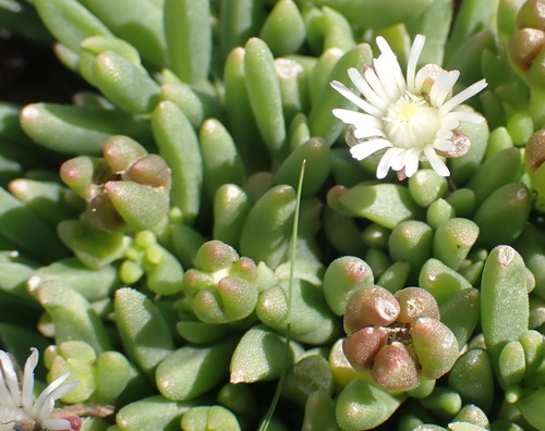 Gold nugget ice plant (Delosperma congestum)