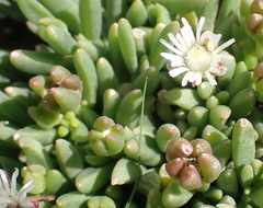 Delosperma congestum