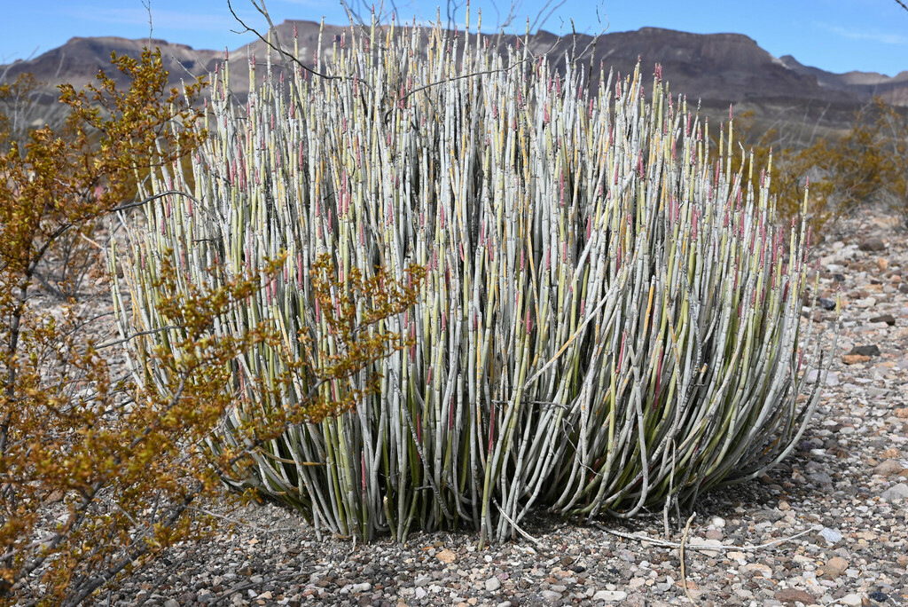 Euphorbia antisyphilitica 2