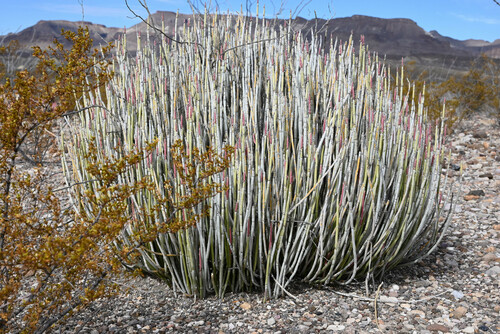 Euphorbia antisyphilitica