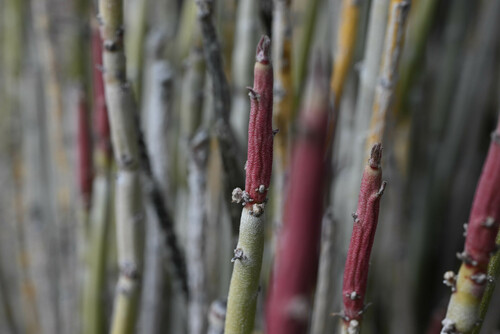 Euphorbia antisyphilitica