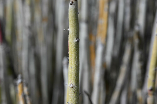 Euphorbia antisyphilitica