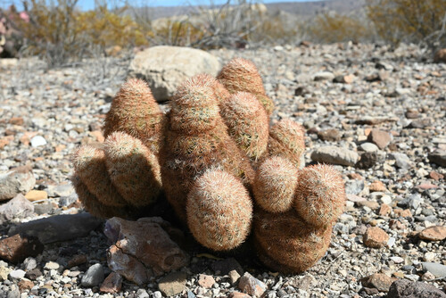 Echinocereus dasyacanthus