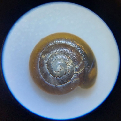 Hollowed Gloss Snail, Noord-Brabant, NL, photo 8 of 10