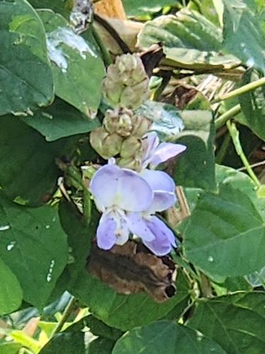 Psophocarpus scandens