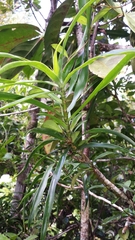 Dracaena
