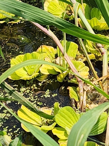 Water Lettuce