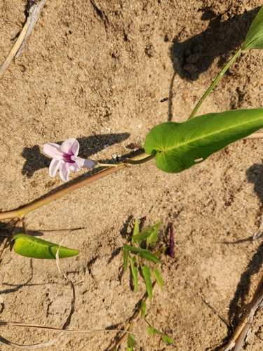 Purple-throat Morning Glory