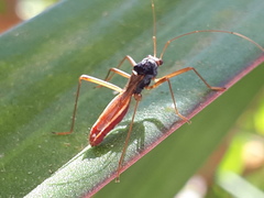 Colobathristidae