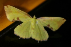 Corymica pryeri