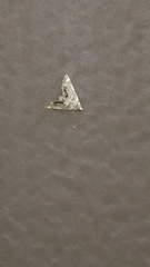 Eoparargyractis plevie