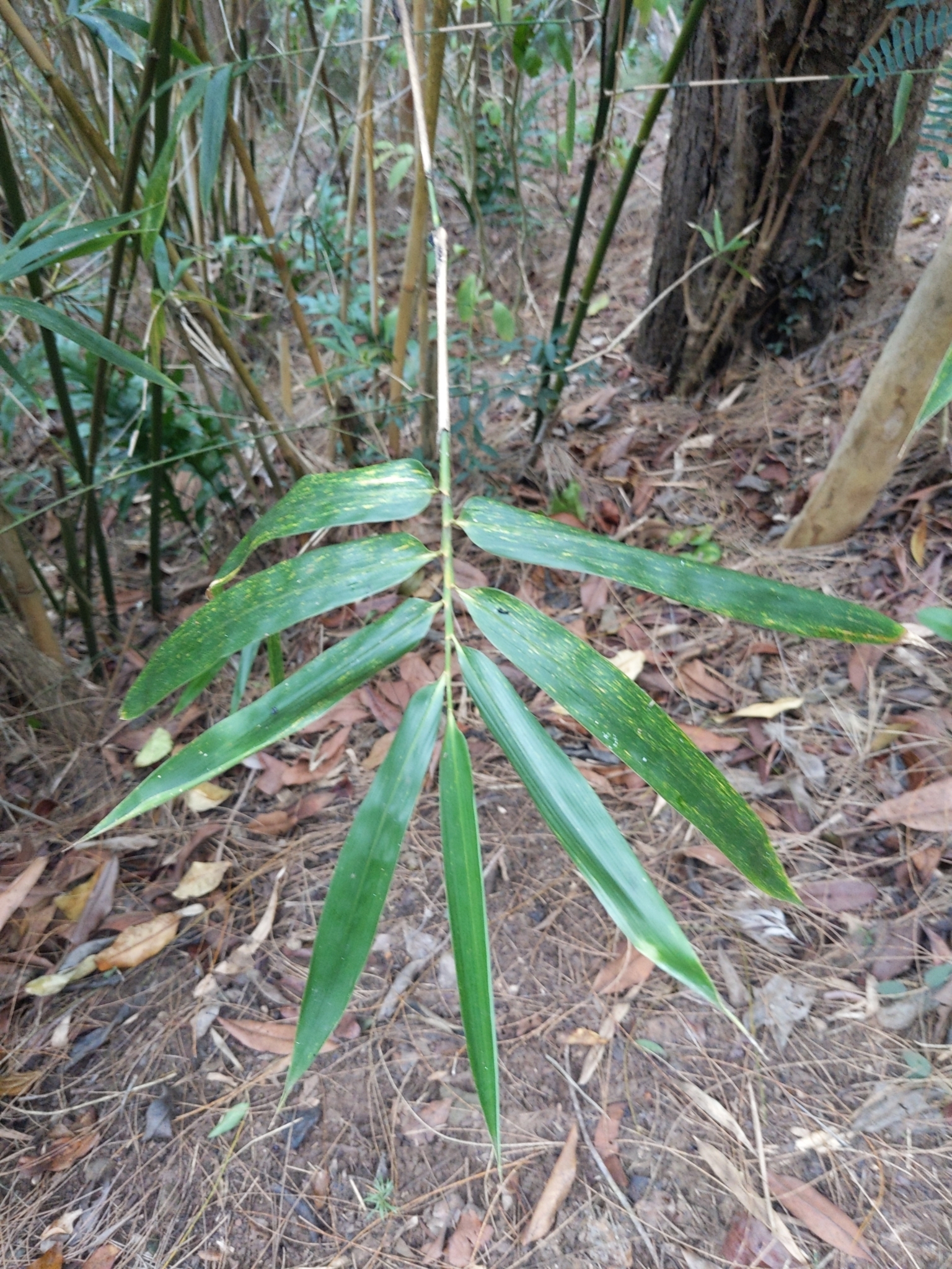 Imagem de Bambu-mossô