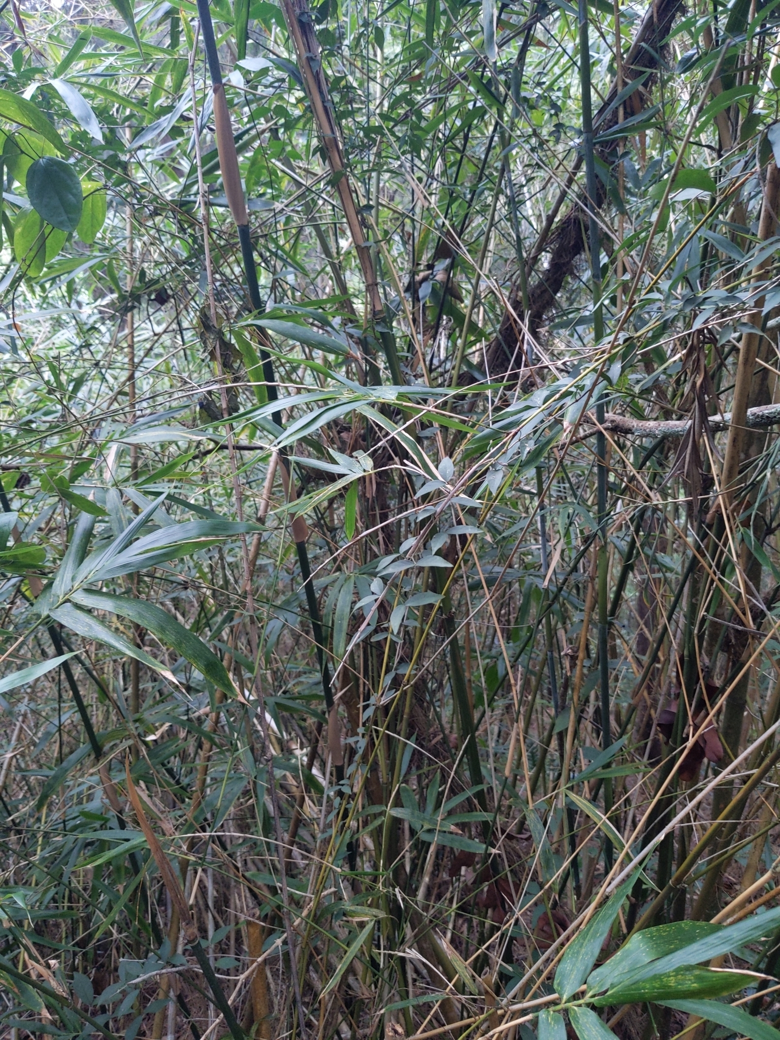 Imagem de Bambu-mossô