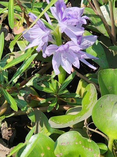 common water hyacinth