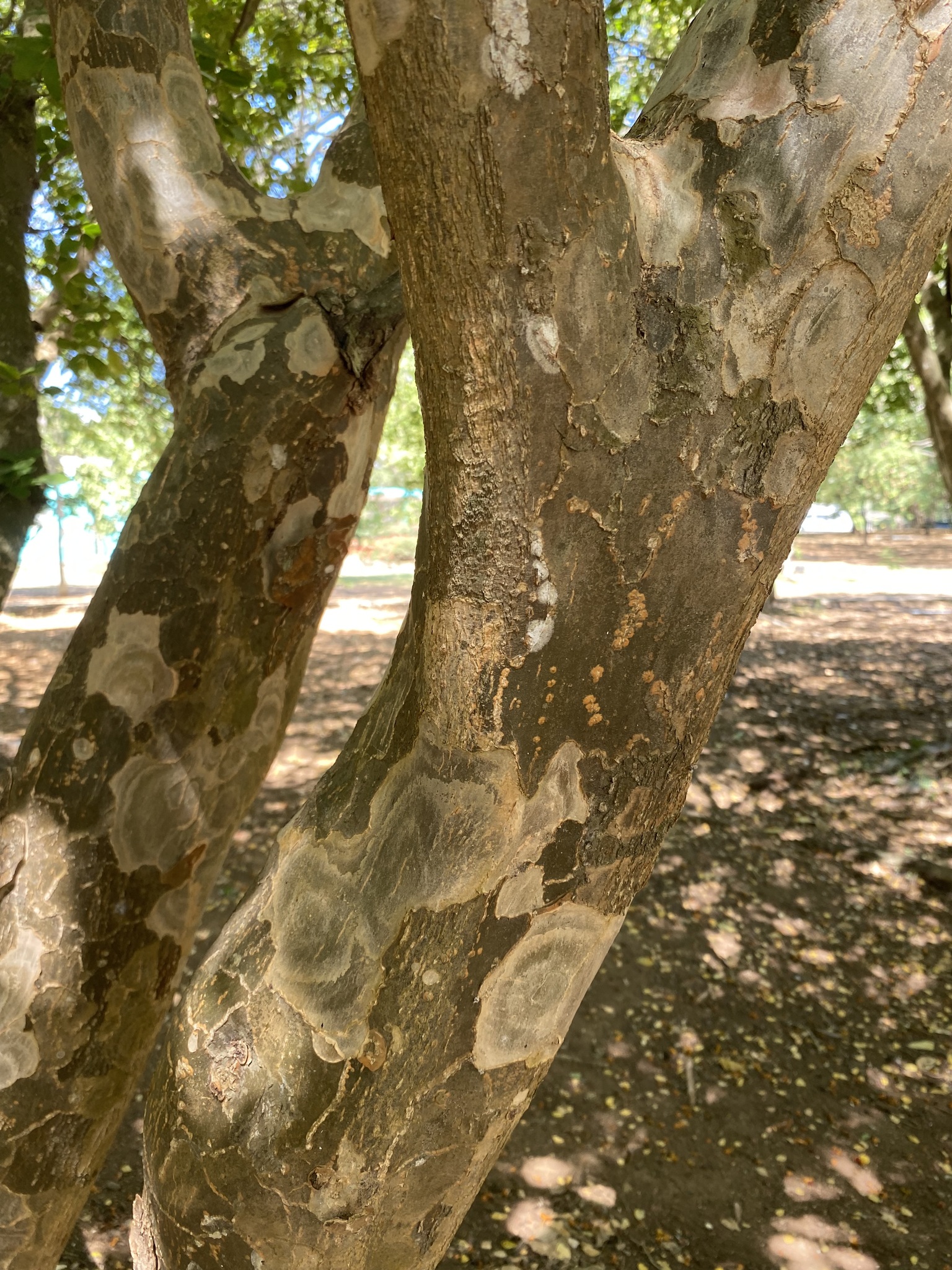 Imagem de Guaiacum