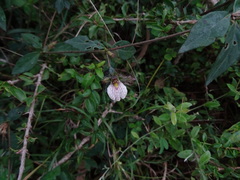 Blepharis maderaspatensis