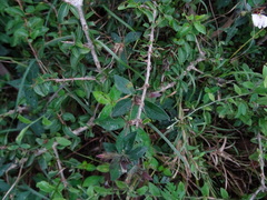 Blepharis maderaspatensis