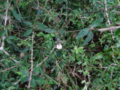 Blepharis maderaspatensis