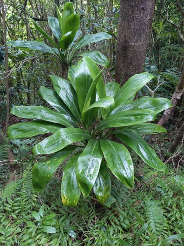 Cordyline fruticosa